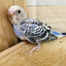 いっぱいあそぼ〜♪♪人気なお色のかっこいい子😍セキセイインコのオパーリン！！