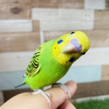 最新画像有り⭐️ヒナ餌卒業‼️グリーン✖️イエローの人気ッコ❣️セキセイインコのオパーリン！！