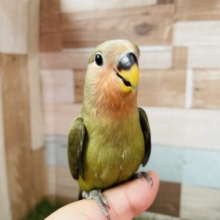最新画像あります⭐️ヒナ餌卒業‼️深いグリーンの渋かっこいい子🍵コザクラインコのオリーブ！！さ