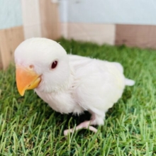 最新画像あります⭐️美✨クリームルチノーのコザクラインコ‼️