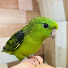 最新画像あります⭐️ヒナ餌卒業❗️鳴き声が可愛すぎるキュルキュルフェイスちゃん🫧サザナミインコのグリーン！！