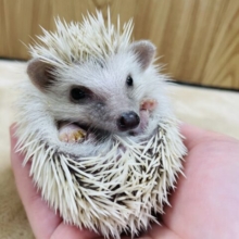 動画あり☆　触れ合いできるおっとりさん♡ハリネズミ（シナモン）女の子