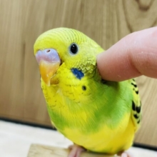 【最新画像更新🪄】猪突猛進‪☆元気の良さは勢いに現れる‪☆セキセイインコ(パイド) ヒナ