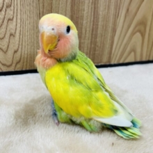 【最新画像更新🪄】ヒナ界の元気印‪☆コザクラインコ(タイガーチェリー) ヒナ