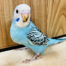 【最新画像更新🪄】スカッと‪☆爽やかブルー🩵セキセイインコ(オパーリン) ヒナ