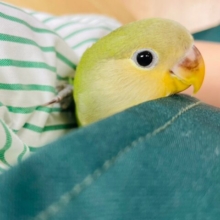 【最新画像更新🪄カゴデビューしました☆】ツンデレちゃん💛魅力が詰まってます！コザクラインコ（オレンジフェイス）