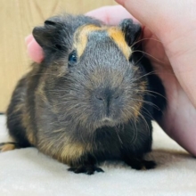 黒×茶の高級感あるカラーが可愛すぎっ♡イングリッシュモルモット（男の子）