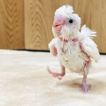 るんるん♪元気いっぱい◎羽衣セキセイインコ（ダブルファクター）ヒナ