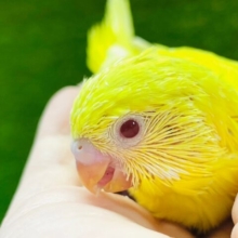 ぱっと輝くイエローカラー⭐️セキセイインコ（ルチノー）