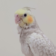 最新画像更新💛淡いカラーにパール模様がとっても綺麗✨オカメインコ（シナモンパール）