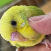とにかくカキカキ大好き～💚 セキセイインコ(グリーンスパングル)