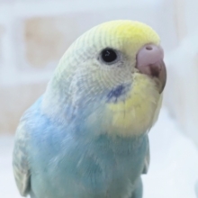 やっぱりこの色合いだよね～🌈 セキセイインコ(パステルレインボースパングル)