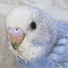 見惚れてしまうブルー🫐 セキセイインコ(ブルースパングル)
