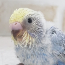 とっても素敵なブルー🫐 セキセイインコ(パステルレインボー)