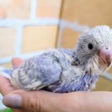 表情豊かで楽しい🎶セキセイインコ(ブルースパングル)入荷しました❤