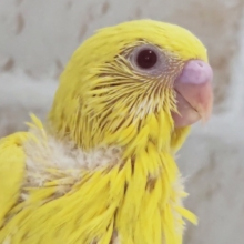 眩しいまっきっきの子～🌞 セキセイインコ(ルチノー)