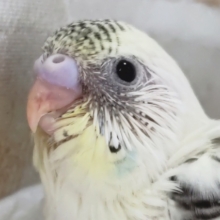 圧倒的色合いたまらない～👑 セキセイインコ(4色ハルクイン)