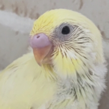優しい色合いにメロメロ～💗 セキセイインコ(クリーム)