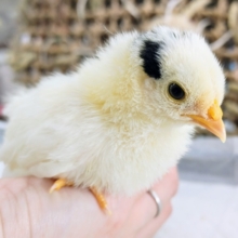 ぴよぴよっ🐤碁石チャボのヒナ入荷しました❤