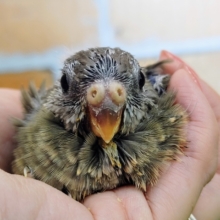 よく食べるよ〜🍚アキクサインコ(ノーマル)入荷しました❤