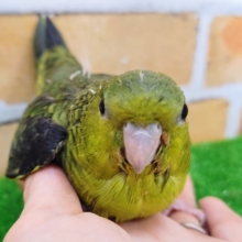 最新画像更新❤どんな色〜？わたわたのサザナミインコ入舎です！