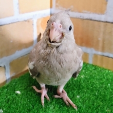 最新画像更新❤綺麗な心の持ち主⁈ピュアすぎるオカメインコ（ホワイトフェイス）