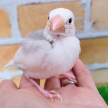 白文鳥①キリリっ✨背中グレー多めの白文鳥のヒナ入荷しました❤