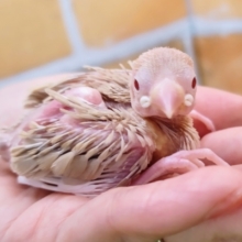 成長が楽しみっ🎶シナモン文鳥のヒナ入荷しました❤