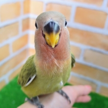 最新画像更新❤成長が楽しみー！オパーリンオリーブ小桜インコの綿毛さんハート
