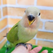 最新画像更新❤鮮やかでしょ？小桜インコ（ノーマル）
