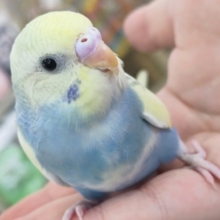 🌟最新画像🌟 良い感じのパステル～🌈 セキセイインコ(パステルレインボーパイド)