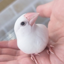 🌟最新画像🌟 もちっとかわいい天使～👼 白文鳥🐣