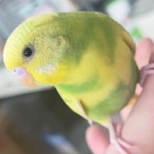 🌟最新画像🌟 フレッシュな色合いにご注目～🍈 セキセイインコ(グリーンスパングル)