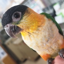 🌟最新画像🌟 黒い頭が目印の元気っ子～🐣 ズグロシロハラインコ
