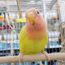 最新画像更新❤キラキラ✨コザクラインコ(ルチノー)入荷しました❤