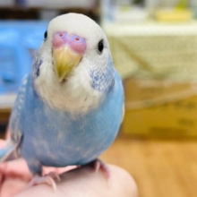 【動画更新・最新画像更新🪄カゴデビューしました☆】決め決めポーズがかっこいい☆セキセイインコ（スパングル）