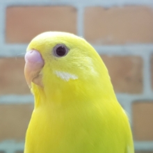 しれっと育ち上がりました！黄色の赤目ちゃん。ルチノーセキセイインコ。