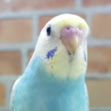 人気者です！パステルレインボーのセキセイインコです～