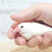 最新画像になります！　食いしん坊兄弟！！🐣🐣白文鳥 ヒナ