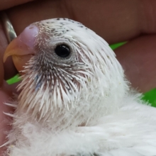 人気の白ハルクィンセキセイインコ入荷です～