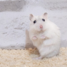 お隣りさんでヒマワリがさきはじめたんですってっっ　秋がたのしみね♪　パールホワイトハム☆　