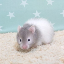 癒し王子、ニギニギもまんざらでも無し☆　セーブルハムスター～～