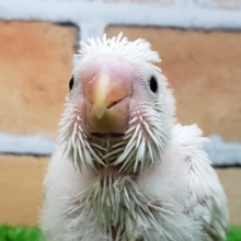 大人気！真っ白黒目のダブルファクターセキセイインコ入荷！