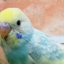 パステルレインボーのセキセイインコ入荷！