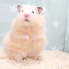ゆるっとぉ～。。ぬるぬるっと。。ポーっとマイじかん♫　長毛ハムスター～～