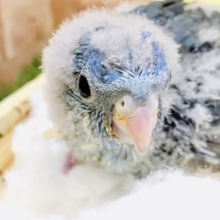 イかしたヘアースタイルがやってきましたね～(´艸｀*)　サザナミインコ