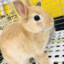 【最新画像更新☆☆】まん丸みかんみたい？？　ネザーランドドワーフ