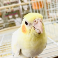 【最新画像更新☆☆】人気の白×黄色カラー！！　オカメインコ