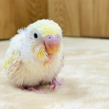 あどけないお顔がとってもキュート💓セキセイインコ（クリーム）ヒナ