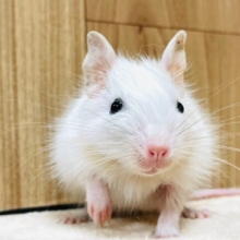 【最新動画更新🪄】優しいお顔の真っ白なわたあめ☁️デグー（ホワイト）男の子